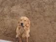 Simba