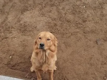 Cachorro raça SRD-ViraLata idade 1 ano nome Simba
