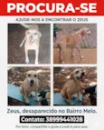 Zeus
