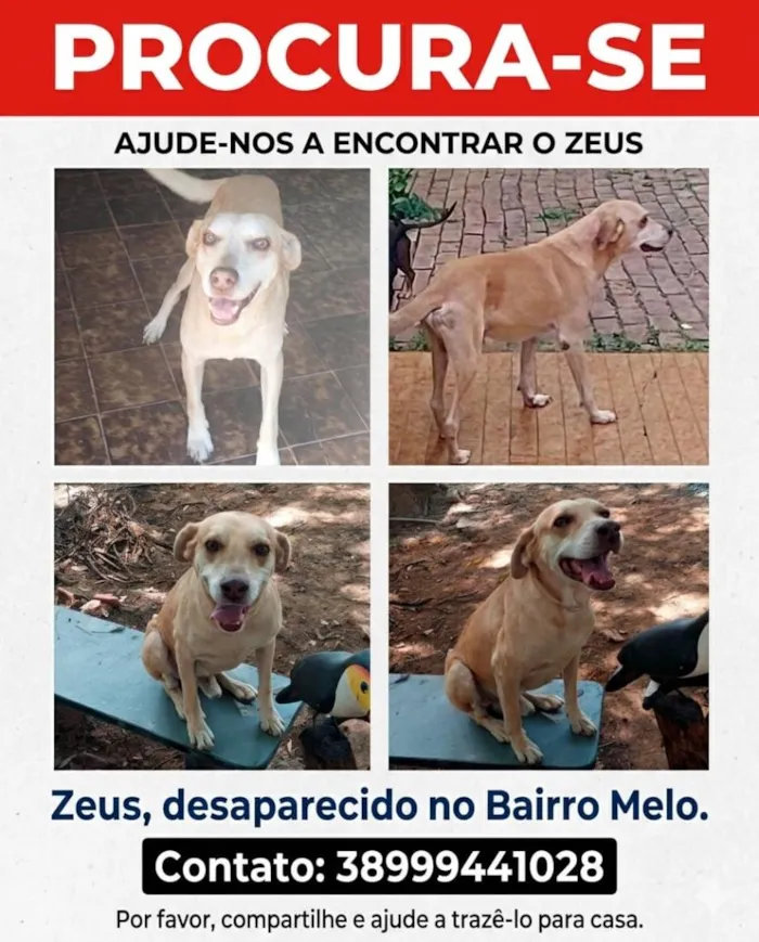 Cachorro raça SRD-ViraLata idade 6 ou mais anos nome Zeus