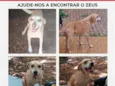 Zeus