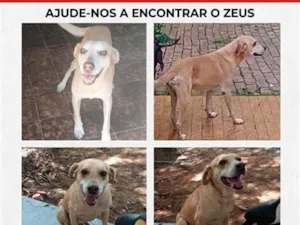 Cachorro raça SRD-ViraLata idade 6 ou mais anos nome Zeus