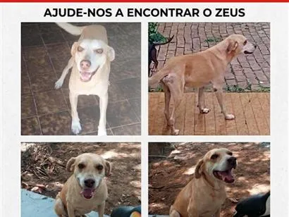Cachorro raça SRD-ViraLata idade 6 ou mais anos nome Zeus