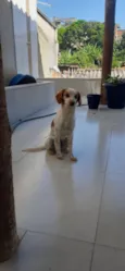 Maya