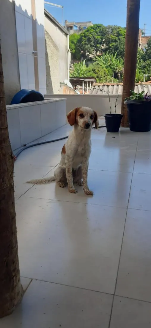 Cachorro raça SRD-ViraLata idade 2 anos nome Maya