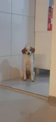 Maya