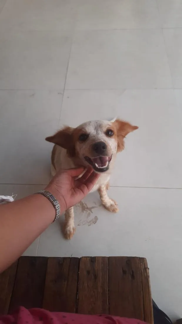 Cachorro raça SRD-ViraLata idade 2 anos nome Maya