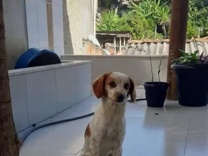 Cachorro raça SRD-ViraLata idade 2 anos nome Maya