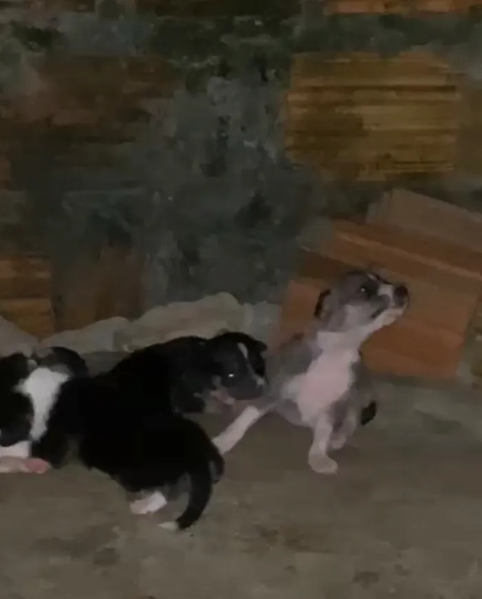 Cachorro raça SRD-ViraLata idade 2 a 6 meses nome Amora