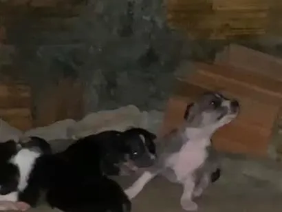 Cachorro raça SRD-ViraLata idade 2 a 6 meses nome Amora