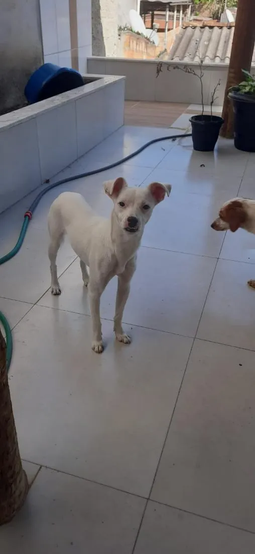 Cachorro raça SRD-ViraLata idade 2 anos nome Cleitin