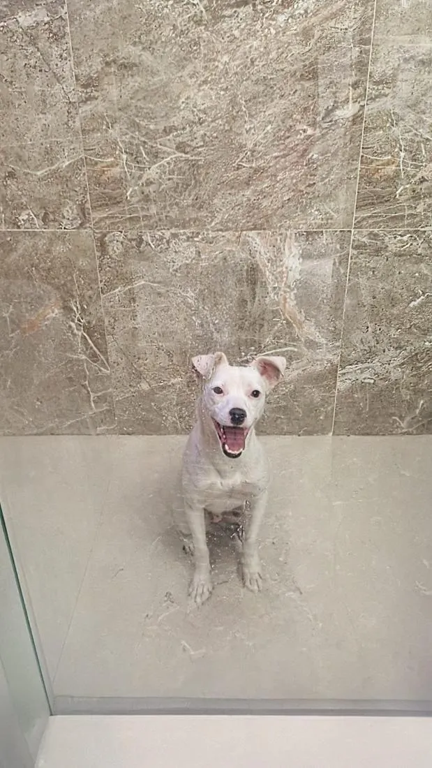 Cachorro raça SRD-ViraLata idade 2 anos nome Cleitin