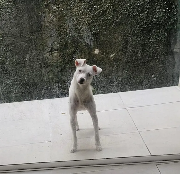 Cachorro raça SRD-ViraLata idade 2 anos nome Cleitin