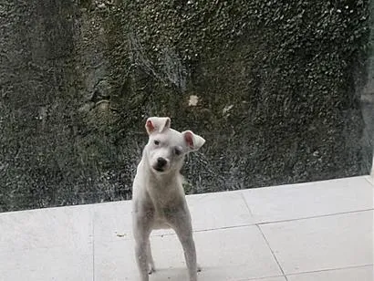 Cachorro raça SRD-ViraLata idade 2 anos nome Cleitin