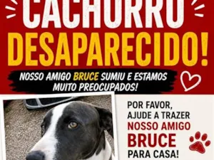 Cachorro raça SRD-ViraLata idade 2 a 6 meses nome Bruce