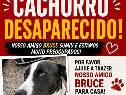 Cachorro raça SRD-ViraLata idade 2 a 6 meses nome Bruce