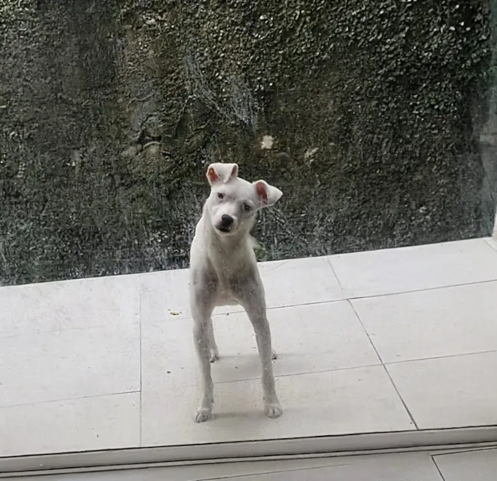 Cachorro raça SRD-ViraLata idade 2 anos nome Maya