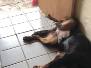 Cachorro raça Rottweiler idade 7 a 11 meses nome kyara