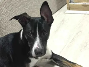 Cachorro raça SRD-ViraLata idade 2 a 6 meses nome Filhote