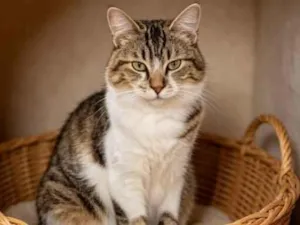 Gato raça SRD-ViraLata idade 7 a 11 meses nome Athena 