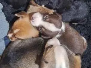 Cachorro raça SRD-ViraLata idade Abaixo de 2 meses nome não tem