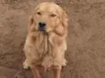 Simba