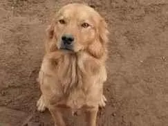 Cachorro raça SRD-ViraLata idade 1 ano nome Simba