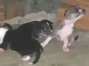 Cachorro raça SRD-ViraLata idade 2 a 6 meses nome Amora