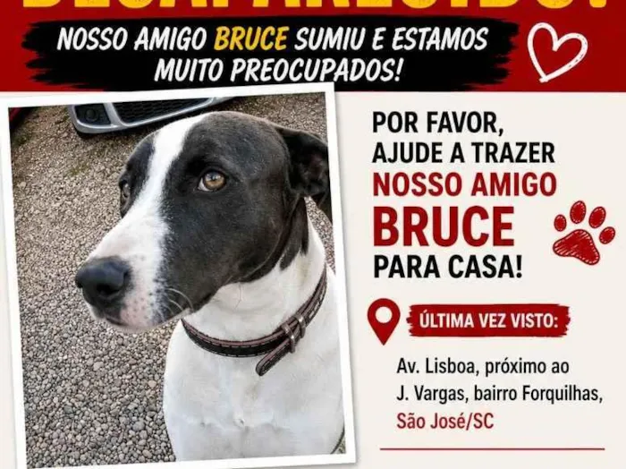 Cachorro raça SRD-ViraLata idade 2 a 6 meses nome Bruce