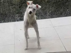 Cachorro raça SRD-ViraLata idade 2 anos nome Cleitin