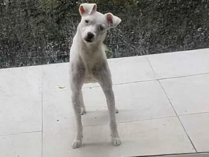Cachorro raça SRD-ViraLata idade 2 anos nome Cleitin