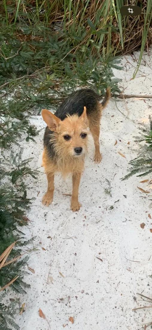 Cachorro raça SRD-ViraLata idade 6 ou mais anos nome Ciganinha