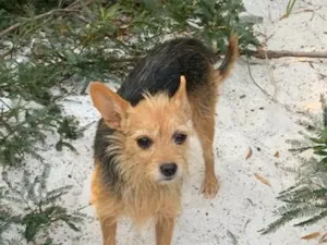 Cachorro raça SRD-ViraLata idade 6 ou mais anos nome Ciganinha