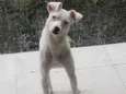 Maya