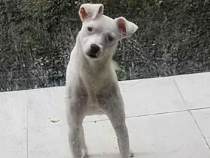 Cachorro raça SRD-ViraLata idade 2 anos nome Maya