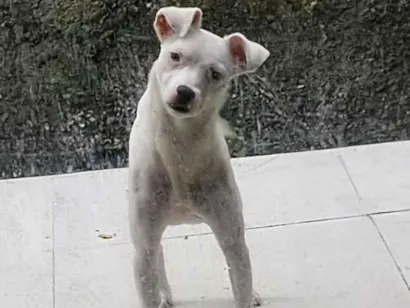 Cachorro raça SRD-ViraLata idade 2 anos nome Maya