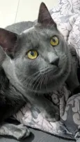 CÉLIO BLUE