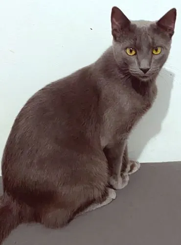 Gato raça SRD-ViraLata idade 1 ano nome CÉLIO BLUE