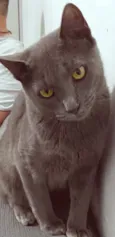 CÉLIO BLUE