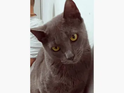 Gato raça SRD-ViraLata idade 1 ano nome CÉLIO BLUE
