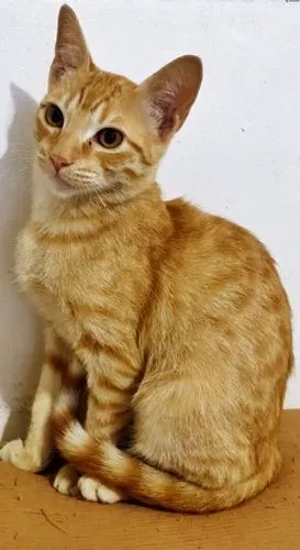 Gato raça SRD-ViraLata idade 7 a 11 meses nome TOM YELLOW