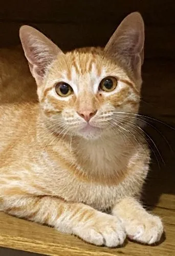 Gato raça SRD-ViraLata idade 7 a 11 meses nome TOM YELLOW