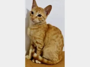 Gato raça SRD-ViraLata idade 7 a 11 meses nome TOM YELLOW