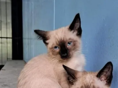 Gato raça Siamês idade 2 a 6 meses nome Logan e Bruce
