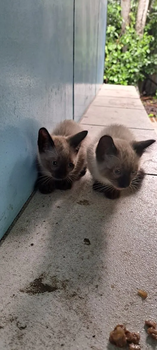 Gato raça Siamês idade 2 a 6 meses nome Logan e Bruce