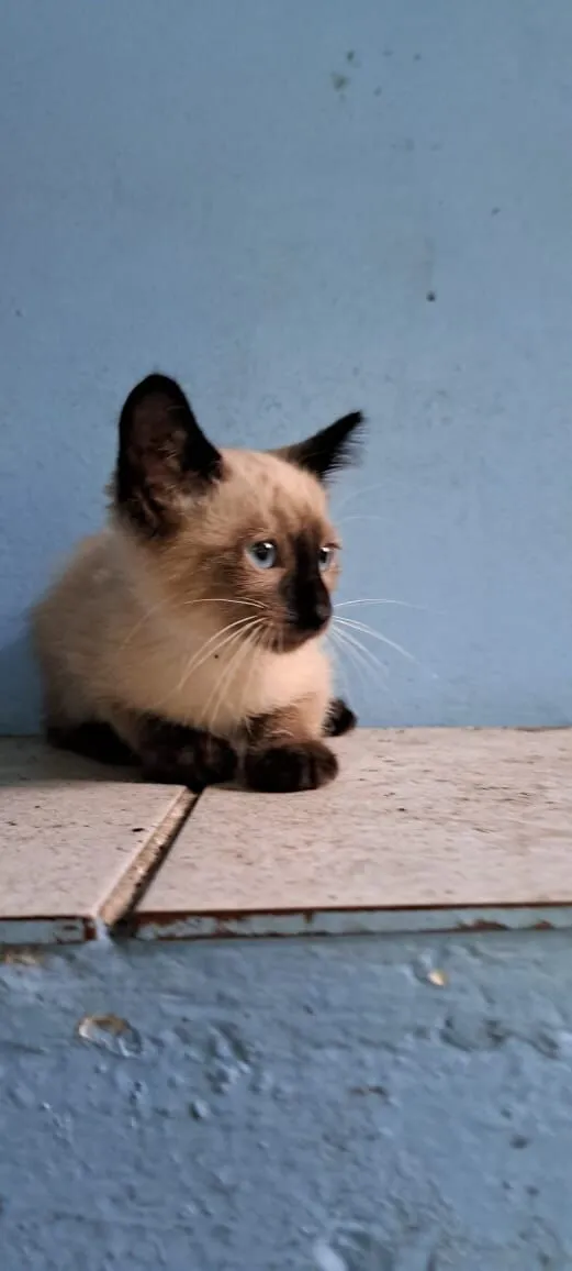 Gato raça Siamês idade 2 a 6 meses nome Logan e Bruce