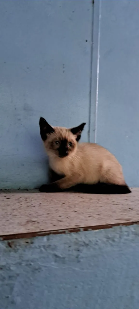 Gato raça Siamês idade 2 a 6 meses nome Logan e Bruce