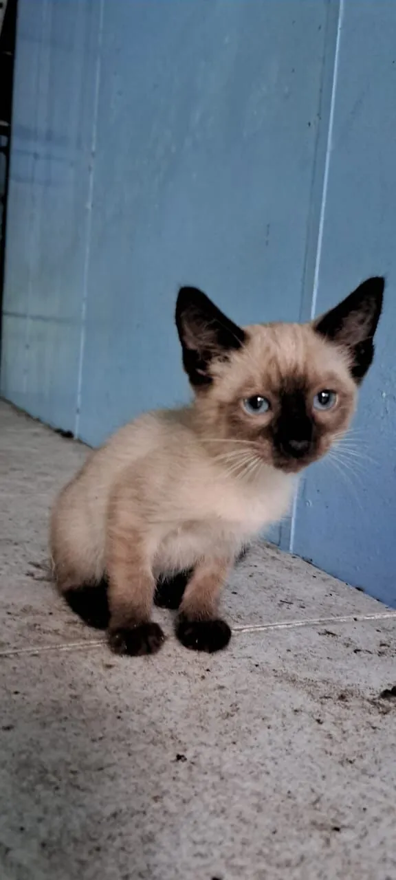 Gato raça Siamês idade 2 a 6 meses nome Logan e Bruce