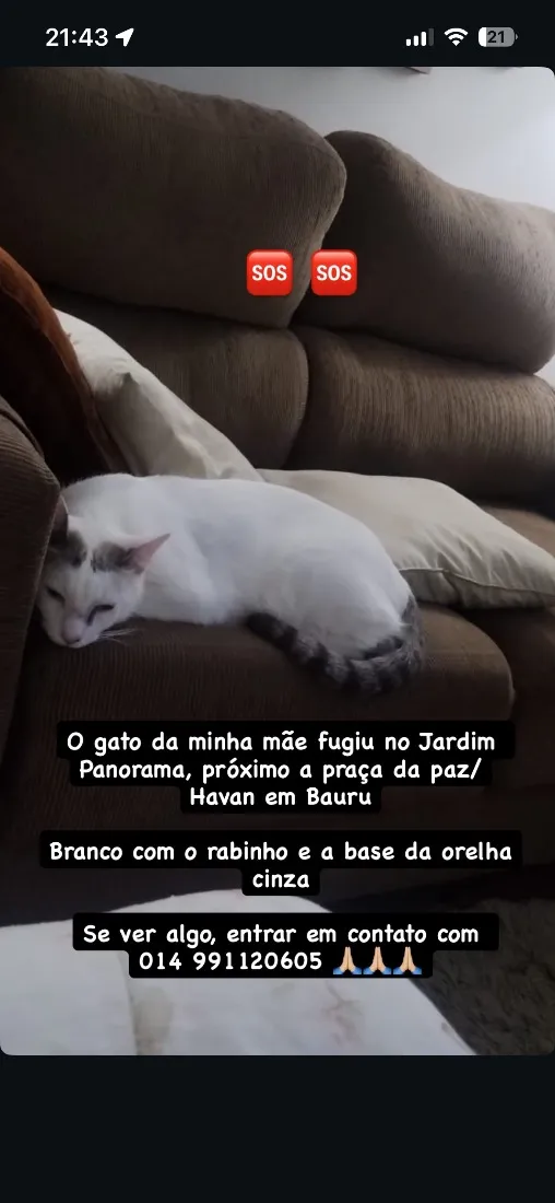 Gato raça SRD-ViraLata idade 2 anos nome Leo