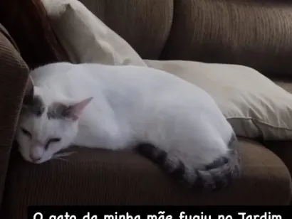 Gato raça SRD-ViraLata idade 2 anos nome Leo